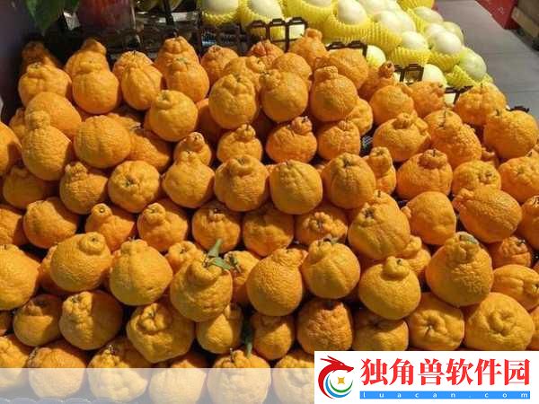 丑橘和耙耙柑是不是同品种的水果