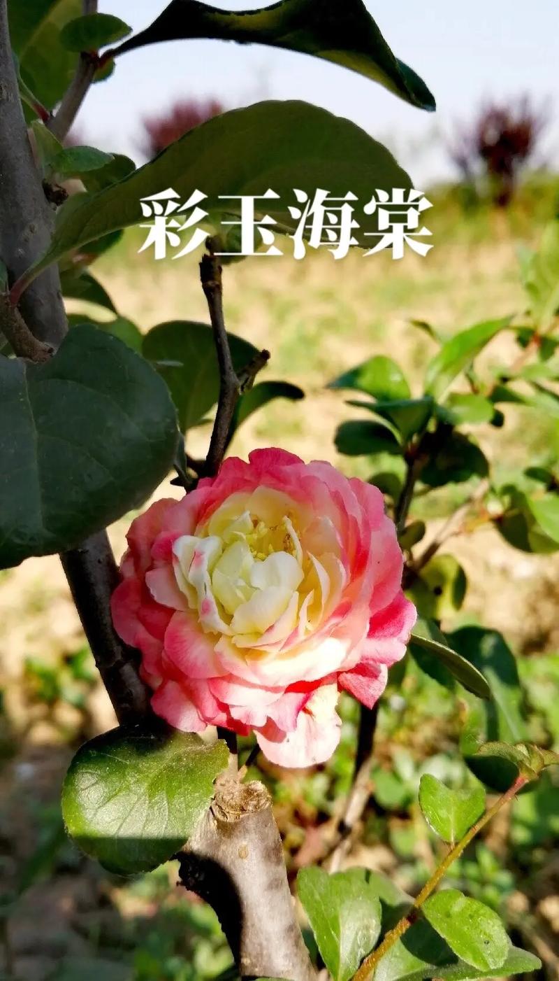 用玉器养大的皇子海棠——珍贵品种,花型独特,色彩鲜艳,香气浓郁
