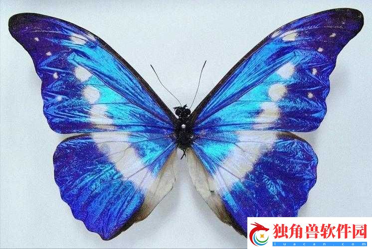 女生稀有的蝴蝶比特征