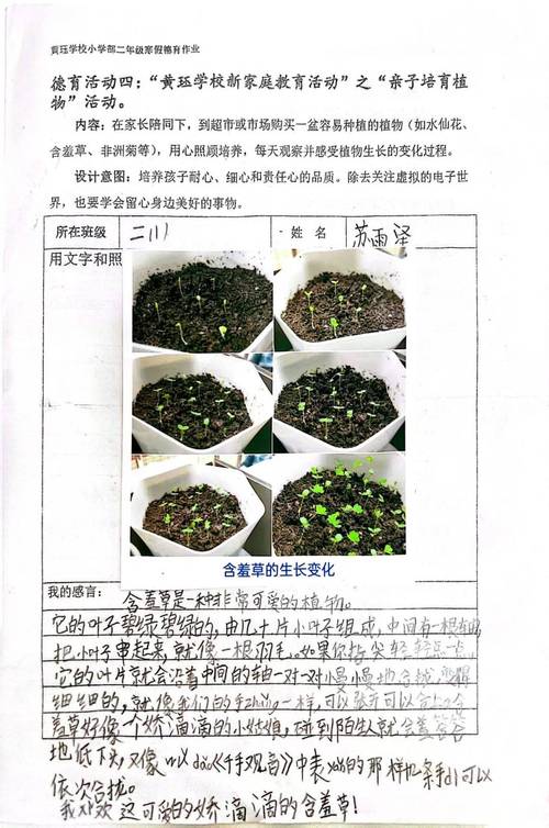 含羞草的使用方法简单,将其放置在室内向阳处,保持土壤湿润,定期浇水即可