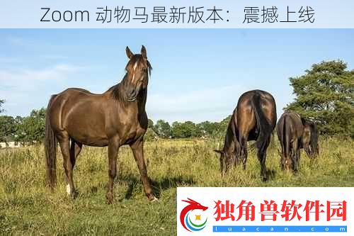 Zoom动物马最新版本
