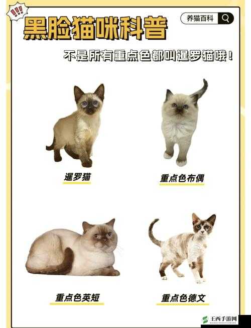 色色猫 TV 精彩内容持续不断等你来探索