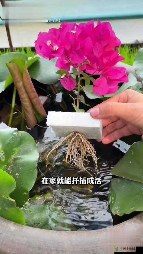 扦插 BB 有什么好处?推动了全球文化的交流和共享:揭示背后的真相