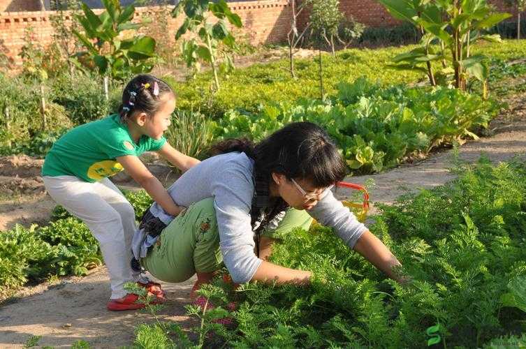 小孩与妈妈在黄土地上快乐摘萝卜的温馨时光