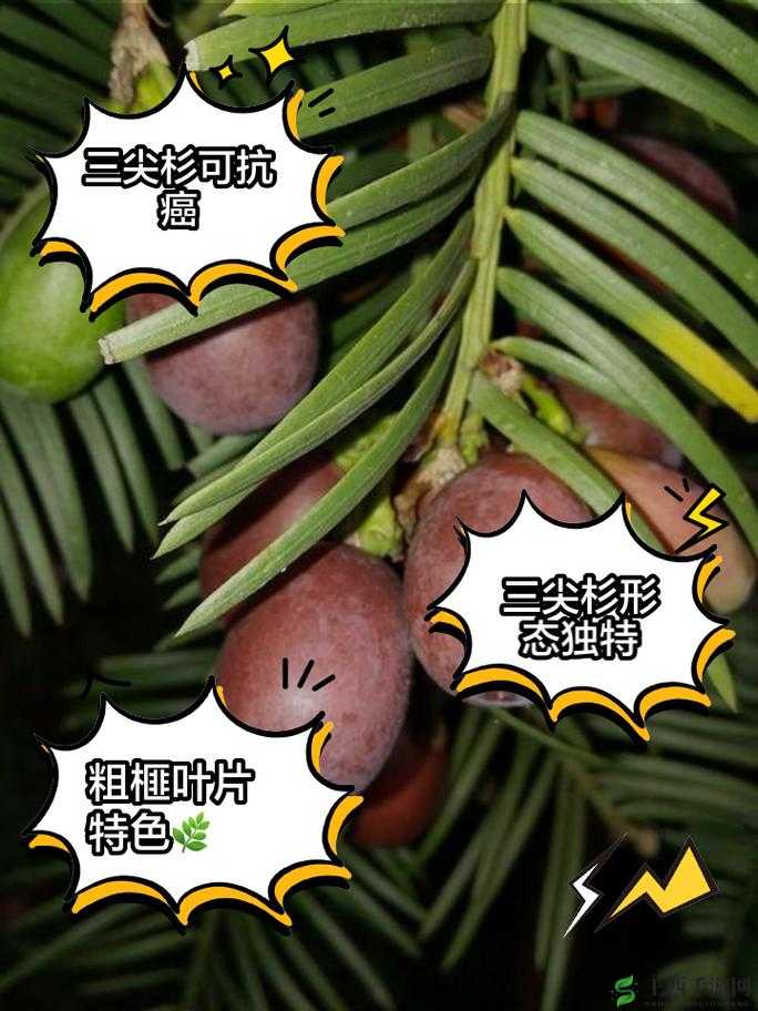 药效 1v2hpo 江漾:独特药效与复杂作用机制的深入探讨