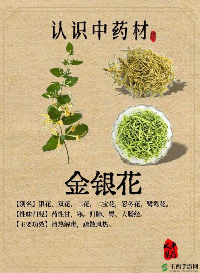 父承子液金银花：传统中药材的独特魅力与价值体现