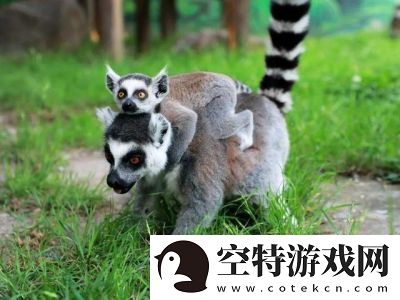 动物王者——狐猴乔伊的独门绝技