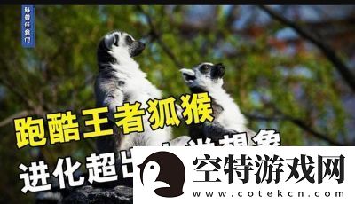 动物王者——狐猴乔伊的独门绝技