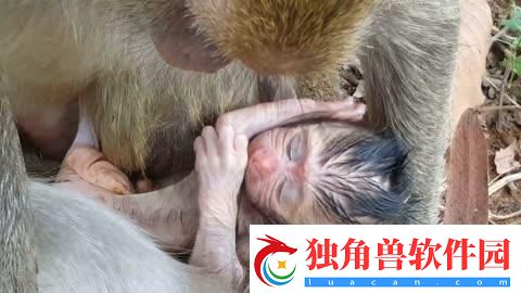 &quot;萌娃奇遇记：携手“猿”起-玩转科技新潮流&quot;