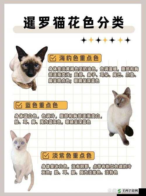 猫咪 MV 最新地域名怎么取：探寻其背后的命名逻辑与方法