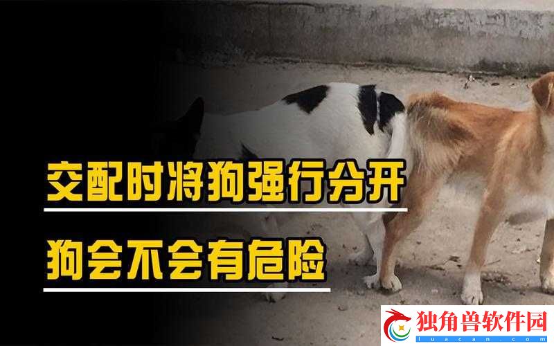 狗配人会锁住多长时间能分开之探讨