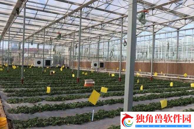 成都香蕉草莓科技有限公司：打造科技创新高地