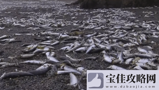 北海道一沙滩现大量死鱼-日本:新年假期难以找人处理