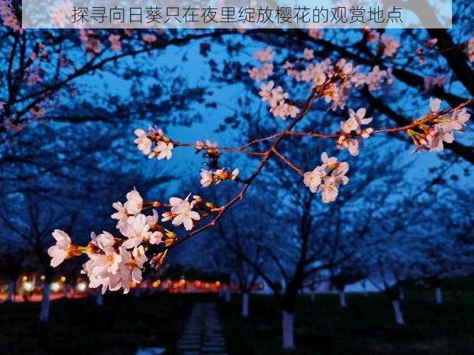探寻向日葵只在夜里绽放樱花的观赏地点