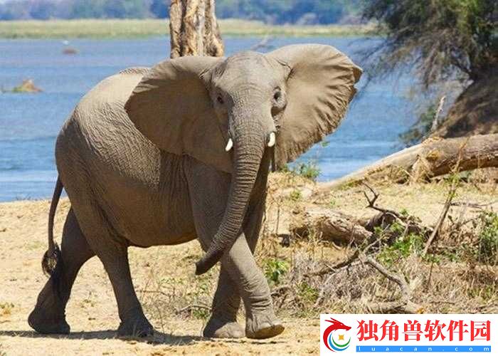 满-18-点此安全转入-2023-大象：神秘的成年之约