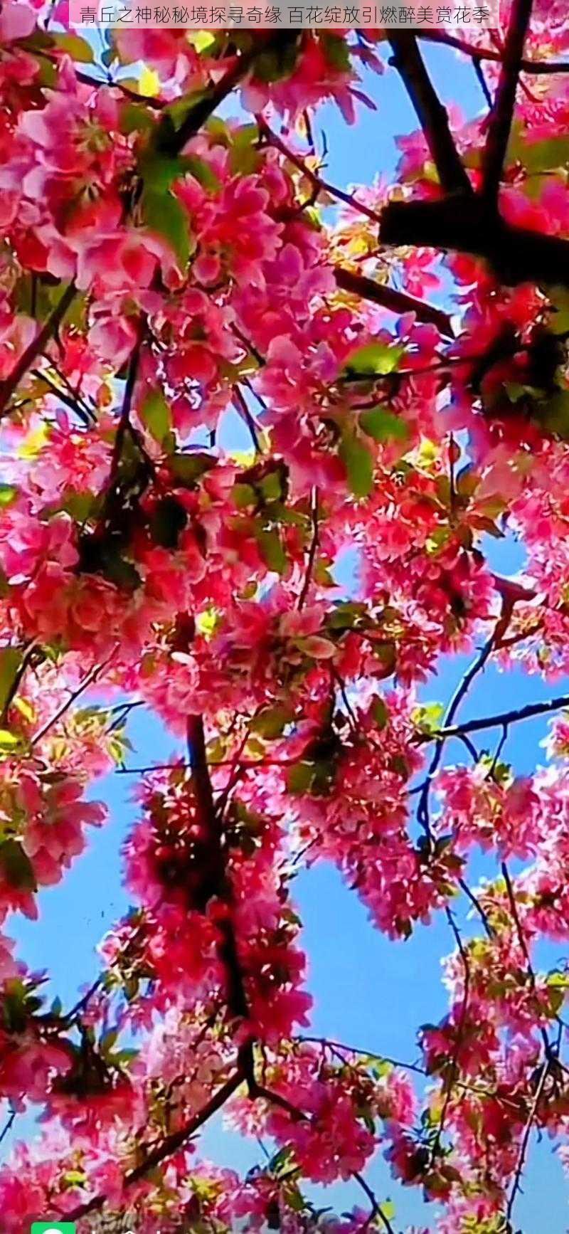 青丘之神秘秘境探寻奇缘 百花绽放引燃醉美赏花季