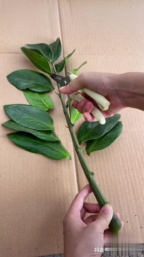 探索女性坐着扦插BB有什么好处，揭示生活中的小细节
