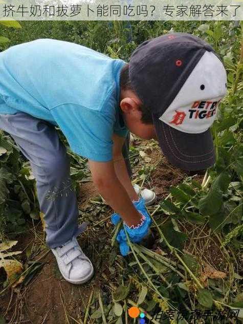 挤牛奶和拔萝卜能同吃吗?专家解答来了