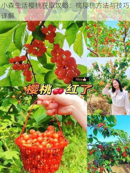 小森生活樱桃获取攻略:摘樱桃方法与技巧详解