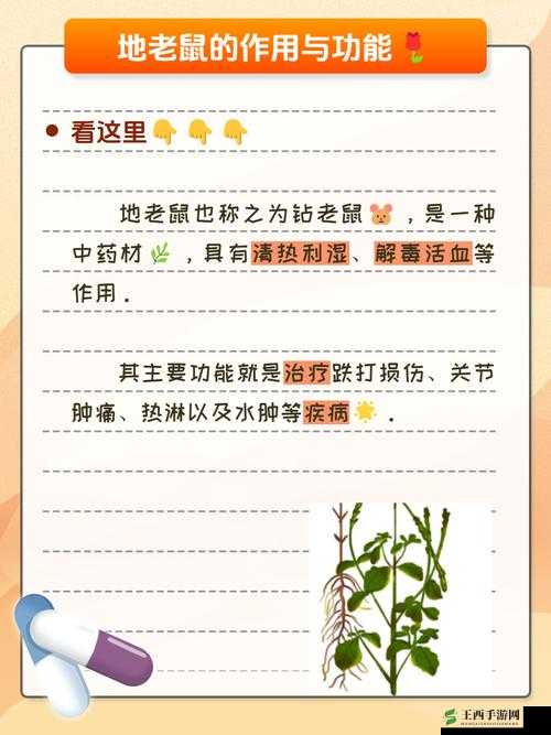 柴堆秘术:Pyre天赋系统解析与作用探秘