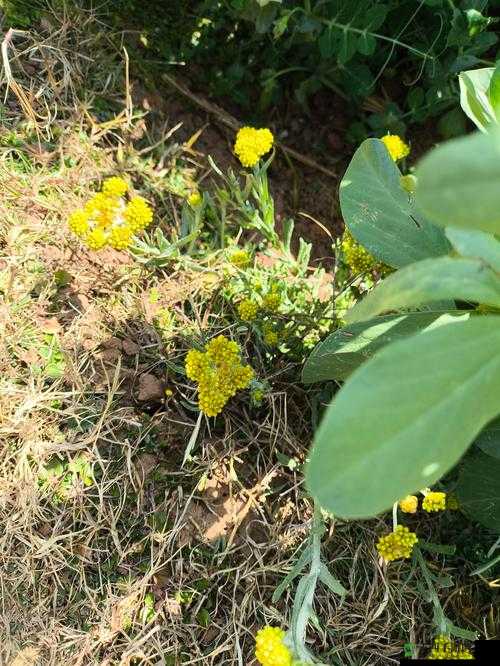 野花社区在线观看高清：精彩内容等你发现