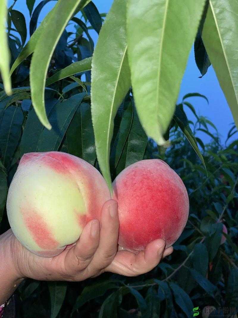×7×7×7×7 水蜜桃：新鲜上市