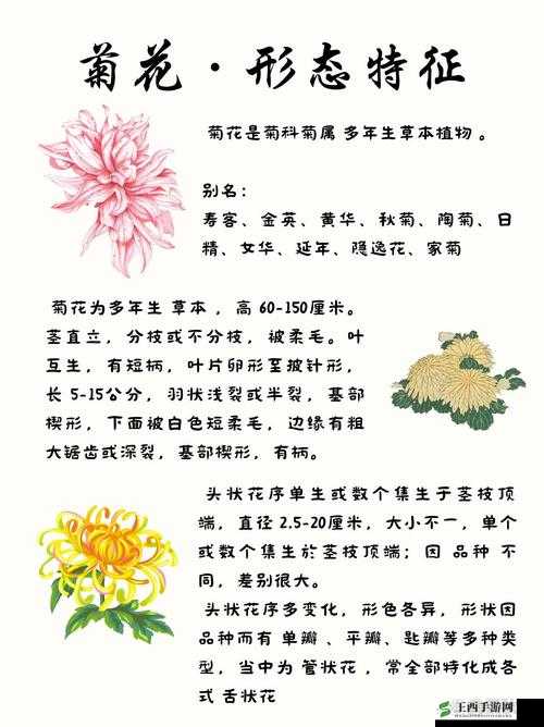 菊花开过与没开区别大揭秘
