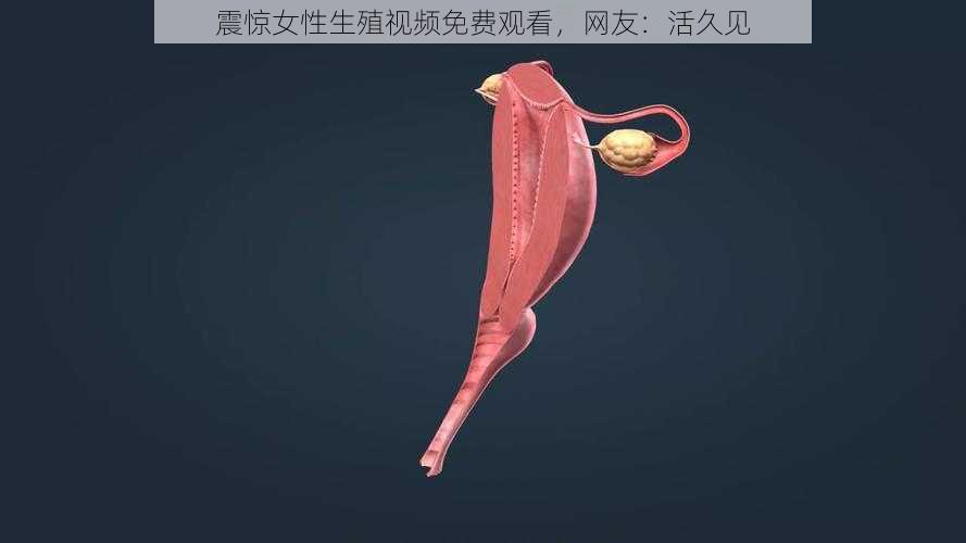 震惊女性**视频免费观看,网友:活久见