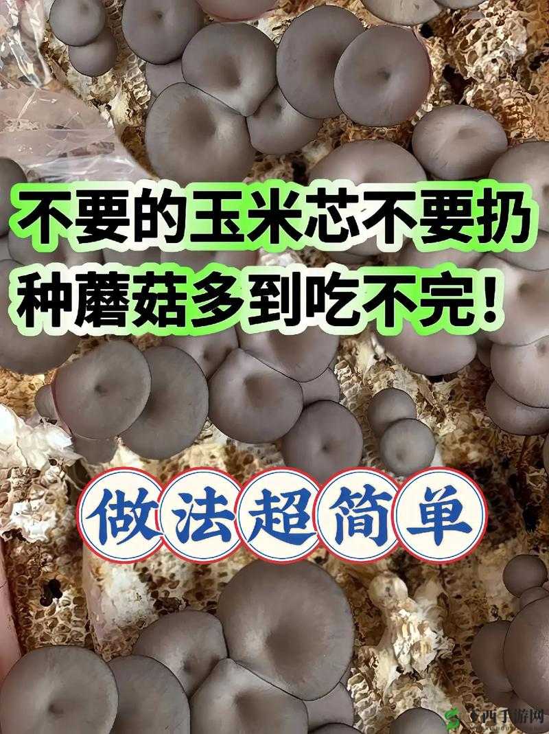 ：如何提升蘑菇种植效率？老师亲自示范