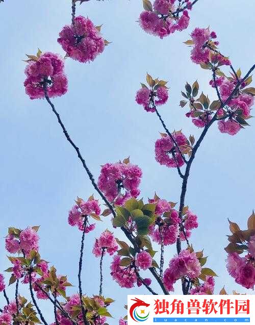 亭亭玉立国色天香四月天：在最美的季节遇见最好的自己