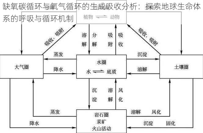 缺氧碳循环与氧气循环的生成吸收分析：探索地球生命体系的呼吸与循环机制