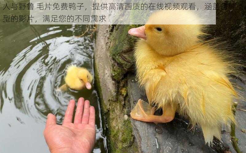 人与野鲁 毛片免费鸭子，提供高清画质的在线视频观看，涵盖各种类型的影片，满足您的不同需求