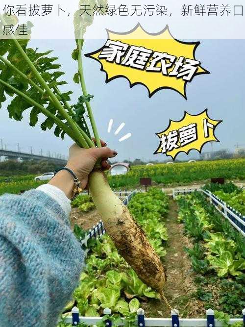 你看拔萝卜,天然绿色无污染,新鲜营养口感佳