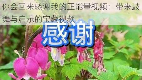 你会回来感谢我的正能量视频：带来鼓舞与启示的宝藏视频