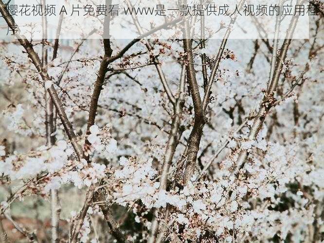 樱花视频 A 片免费看 www是一款提供成人视频的应用程序