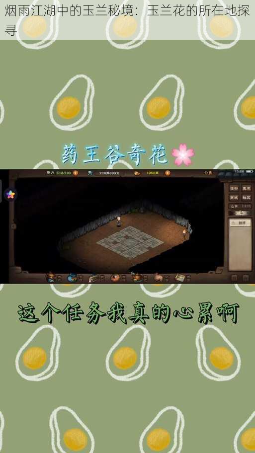 烟雨江湖中的玉兰秘境：玉兰花的所在地探寻