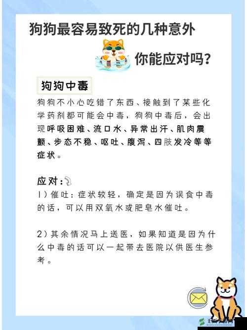狗狗物品又硬又烫时的应对办法