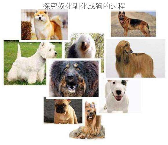 探究奴化驯化成狗的过程