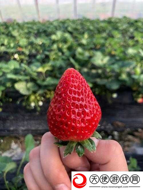 草莓视频在线观看草莓视：畅享精彩视频的绝佳平台