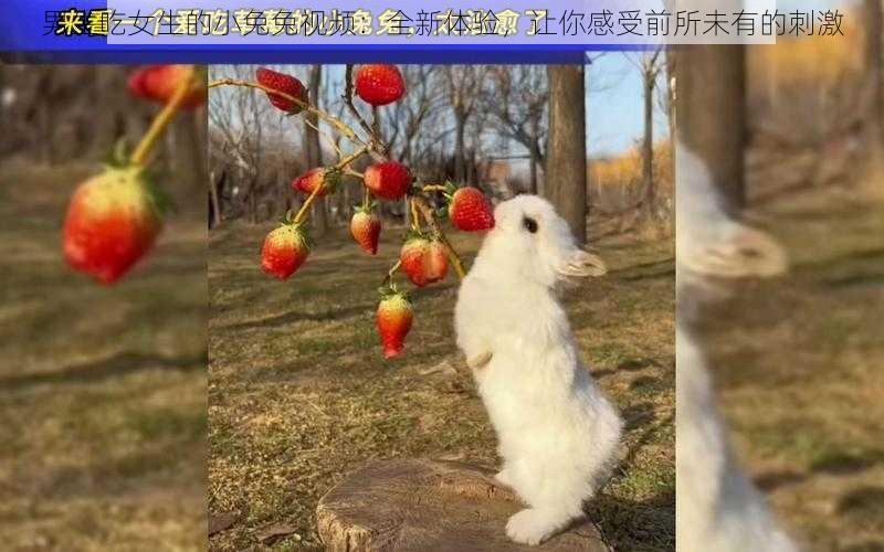 男生吃女生的小兔兔视频：全新体验，让你感受前所未有的刺激