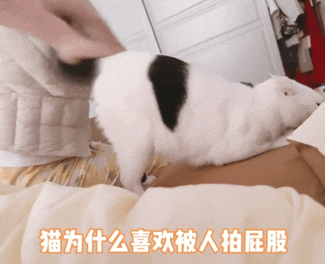 猫咪的舒适与快乐,从被主人打光屁股开始