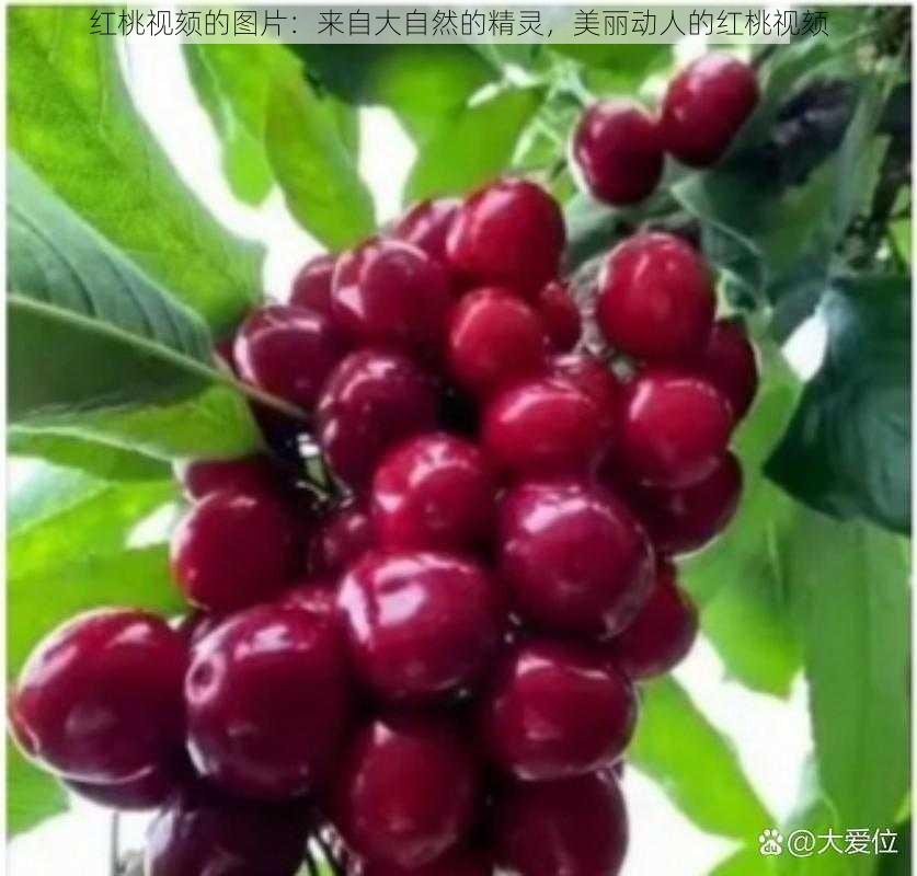 红桃视颏的图片：来自大自然的精灵，美丽动人的红桃视颏