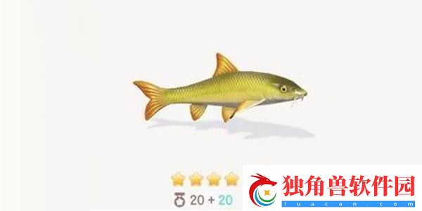 心动小镇鲃鱼在哪钓-鲃鱼钓鱼方法分享