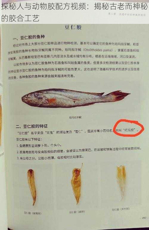 探秘人与动物胶配方视频：揭秘古老而神秘的胶合工艺