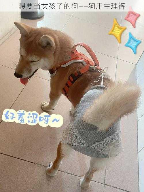 想要当女孩子的狗——狗用生理裤