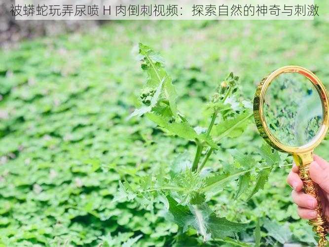 被蟒蛇玩弄尿喷 H 肉倒刺视频:探索自然的神奇与刺激