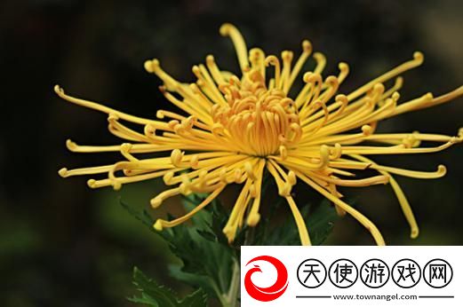 国产做受与进口竹菊-网友：品质与价格的较量