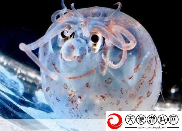 探索海底奇遇鱿鱼模拟器带你畅游海洋世界！
