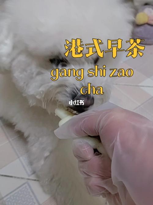 轻松学习“狗和人胶配方20分钟”：为你和毛孩子打造完美时光